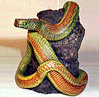 Snake on Rock